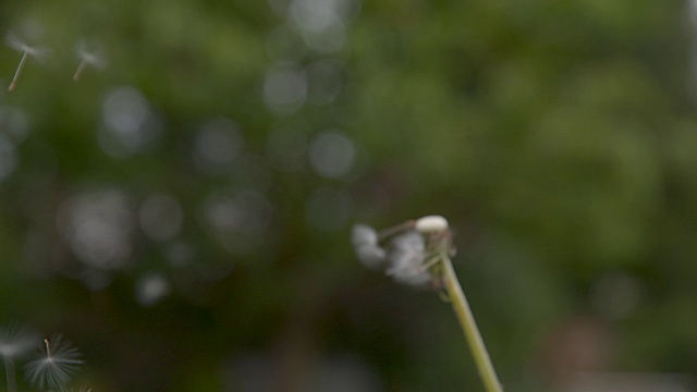 慢镜头:强风将毛茸茸的蒲公英种子从绿色的茎上吹走视频素材