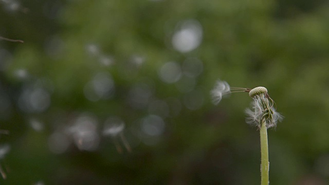 慢镜头:脆弱的白色蒲公英被春风吹走。视频下载