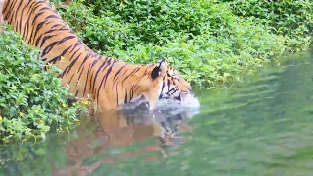 老虎游泳视频素材