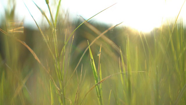 向上倾斜-模糊的绿草与散景和闪光视频素材