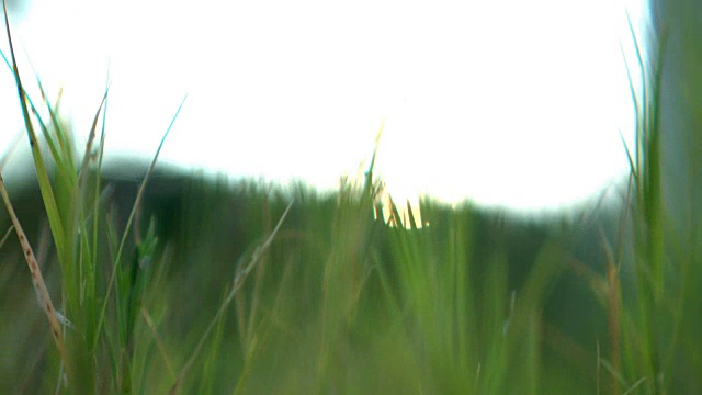 平移-用散景和光晕模糊草地视频素材