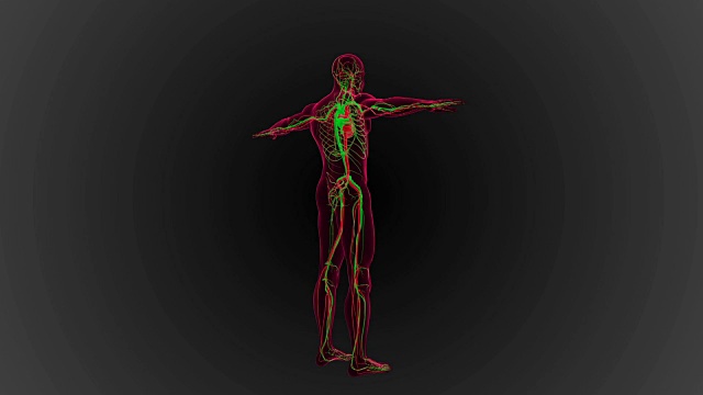 解剖人体与静脉，神经，大脑和心脏视频下载
