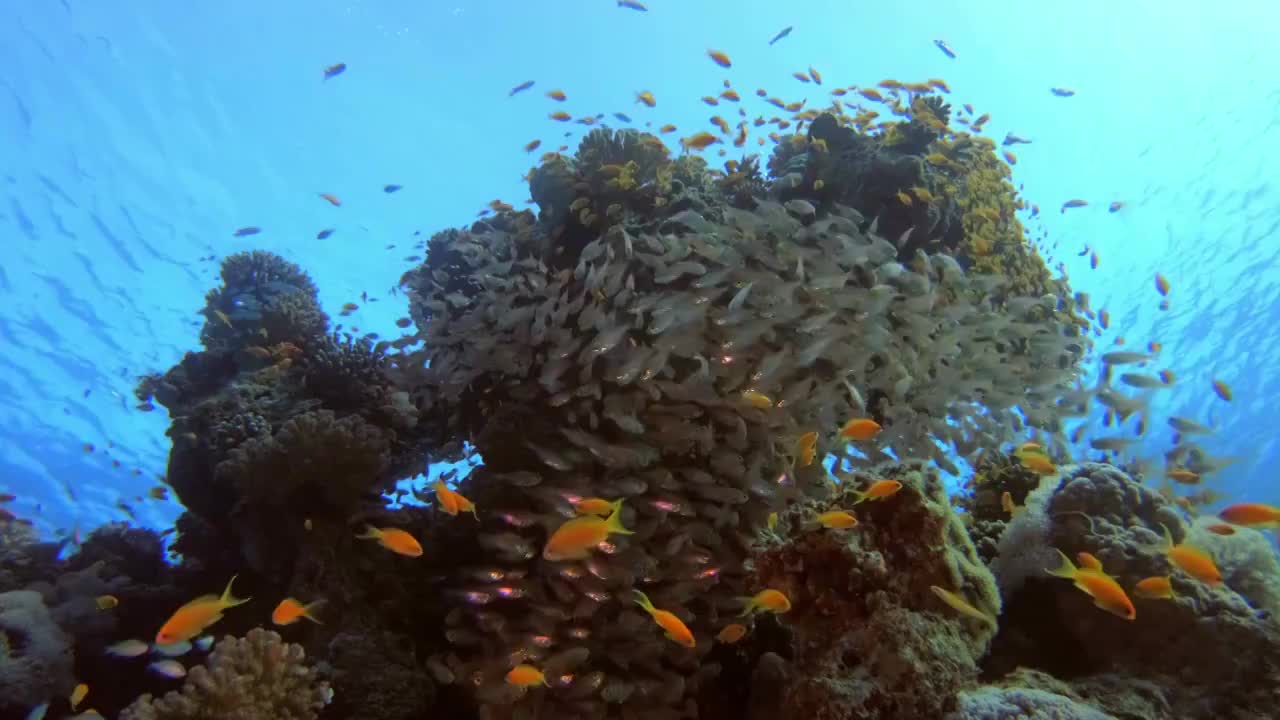 热带Glass-Fish海景视频购买