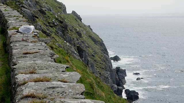 爱尔兰丁格尔半岛Slea Head海鸥视频下载