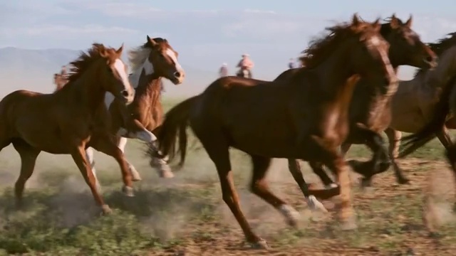 慢镜头美国犹他州的马和牛仔视频下载