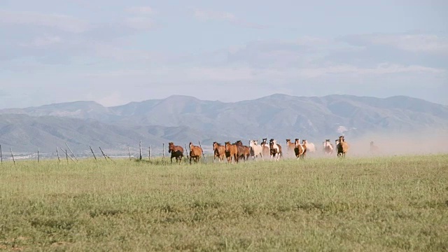 慢镜头美国犹他州的马和牛仔视频素材