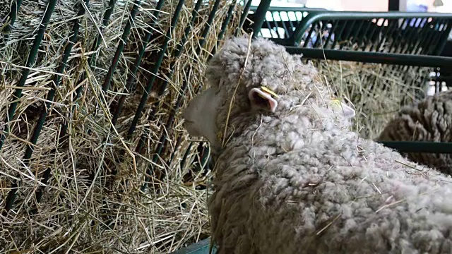 羊在马厩里吃干草视频下载
