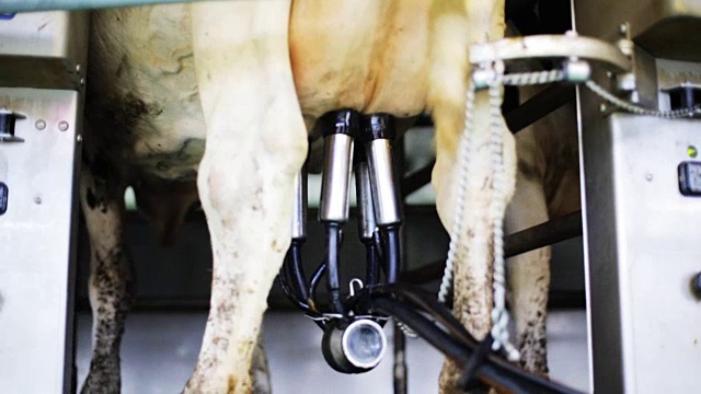 奶牛在奶牛场用乳房挤奶视频素材
