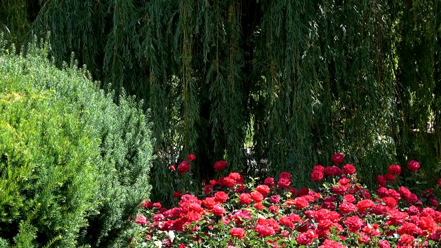 公园景观与玫瑰丛视频下载