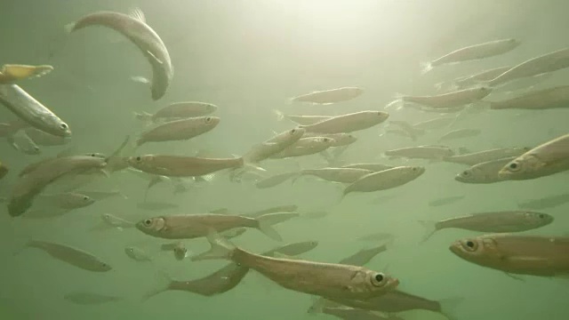 水下鱼群。海洋生物以工业渔业和农业为主题。视频素材