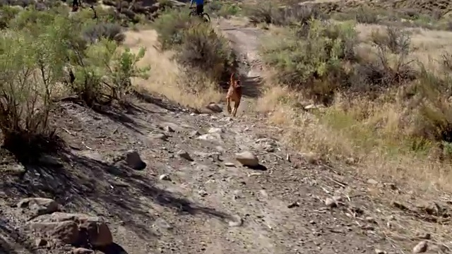 三名山地自行车手和一只狗在科罗拉多州Fruita的18号公路上骑过岩石视频素材
