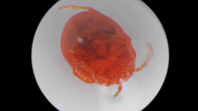 显微镜下的水螨水螅虫视频下载