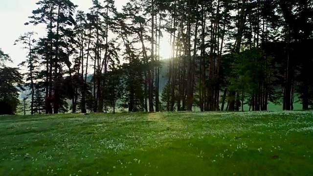 森林景观和春天的晨雾视频素材
