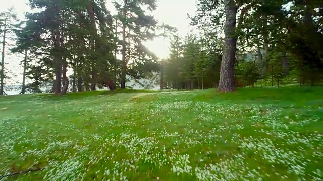 森林景观和春天的晨雾视频素材