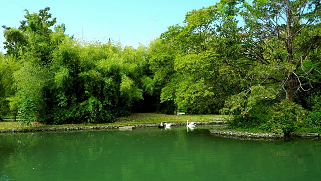 夏天宁静的池塘视频下载