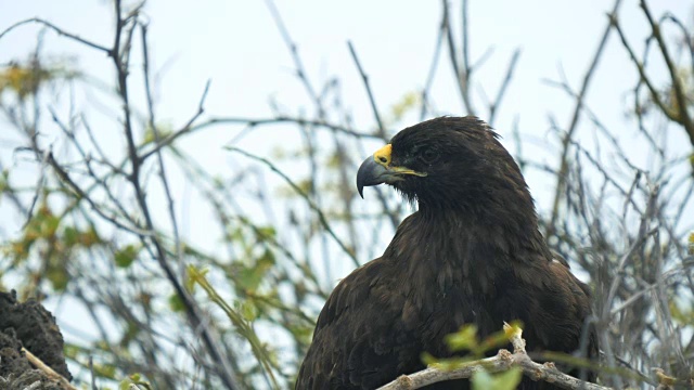加拉帕戈斯群岛西班牙岛上筑巢的加拉帕戈斯鹰的特写镜头视频素材