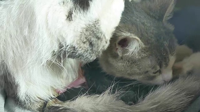 毛绒绒的猫妈妈怀孕生产和新生小猫喝他们妈妈的母乳。猫是生活方式的产物视频素材