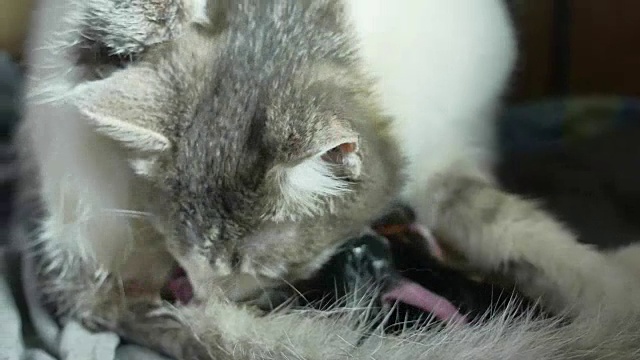 毛绒绒的猫妈妈怀孕生小猫和新生小猫喝他们妈妈的母乳生活方式。猫产生了这个概念视频素材