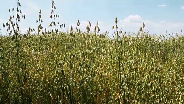 燕麦作物领域视频素材