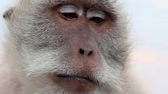 特写:巴厘岛乌布的猴子在吃水果视频素材