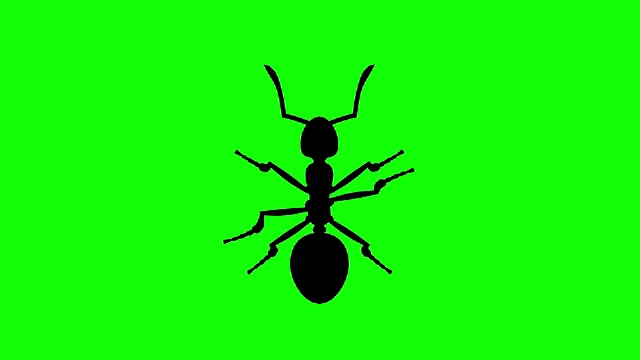 固定蚂蚁在绿色屏幕上，CG动画剪影，循环视频下载