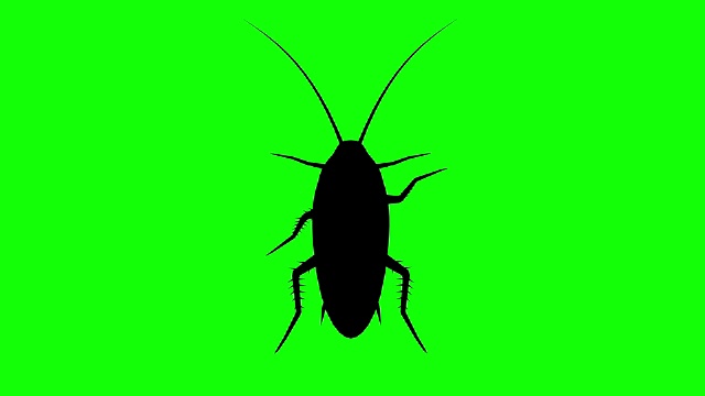 固定蟑螂在绿色屏幕上，CG动画剪影，循环视频下载