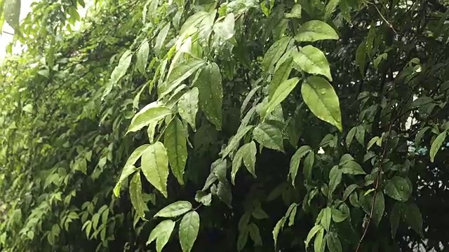 绿叶带雨视频素材
