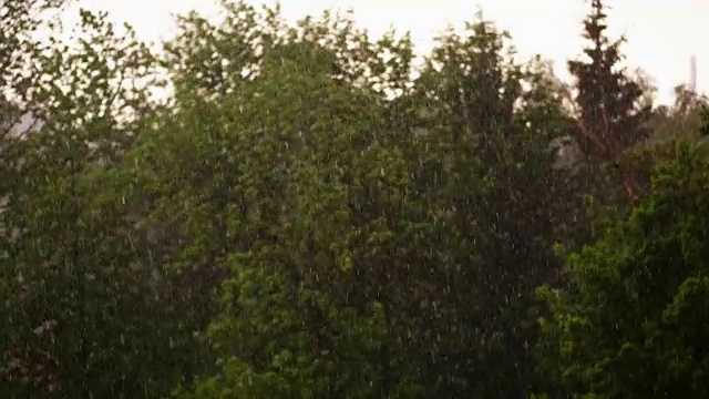春日，城里雷雨连连，狂风暴雨，下着倾盆大雨和冰雹。关注大雨滴，在城市公园的绿色树梢从强风弯曲视频下载