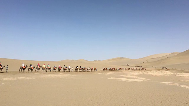 骆驼在戈壁沙漠上行进视频素材