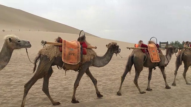 骆驼在戈壁沙漠上行进视频素材