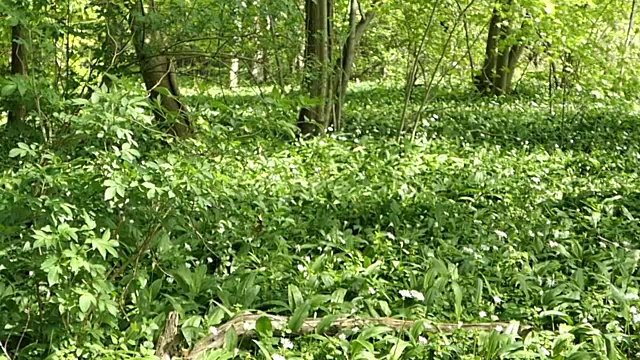 森林野生蒜ramson生长和开花在春天。德国勃兰登堡视频素材