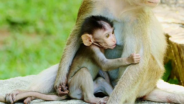 猴子母乳喂养。视频素材
