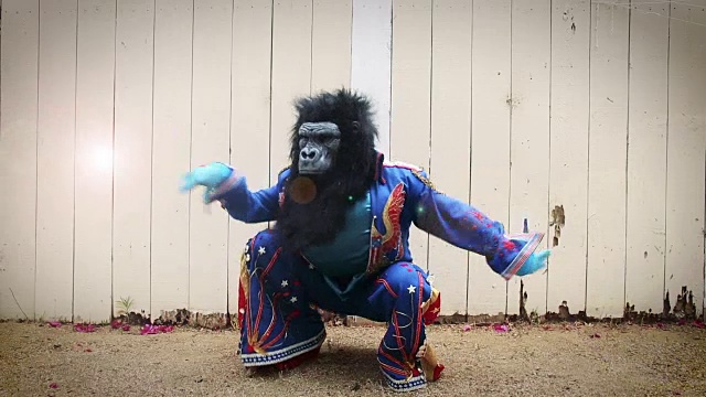 猫王模仿大猩猩面具舞视频素材