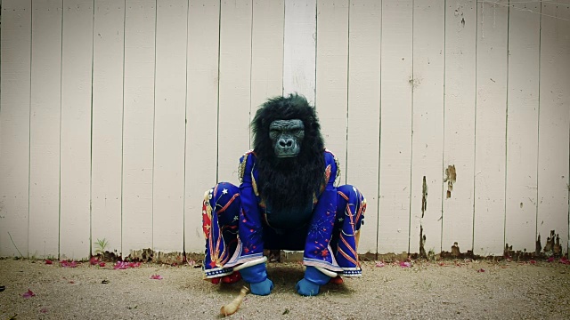 猫王模仿大猩猩面具被香蕉击中视频素材