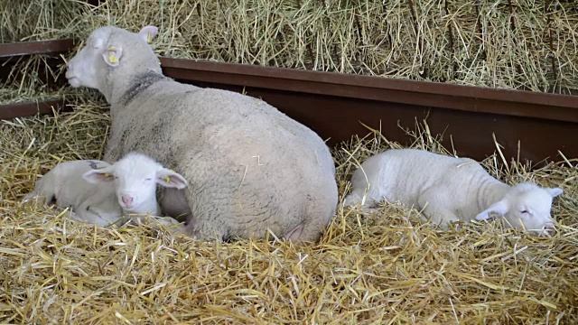 干草里的绵羊和羊羔视频下载