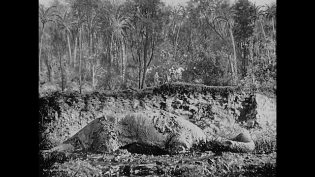 1925年，探险家在泥中发现了垂死的恐龙视频素材