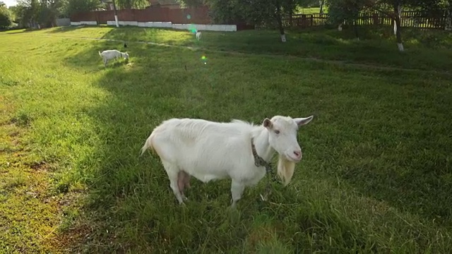 一只可爱的白山羊看着镜头在乡下吃草视频下载