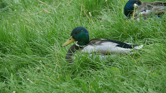 鸭子在草地上。视频素材