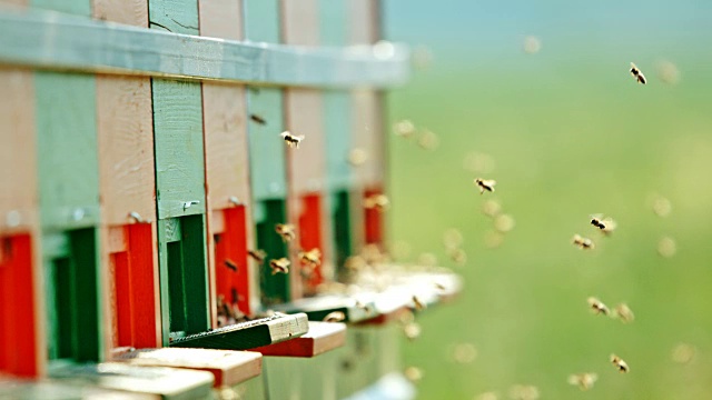 蜜蜂绕着蜂巢的入口飞行视频下载