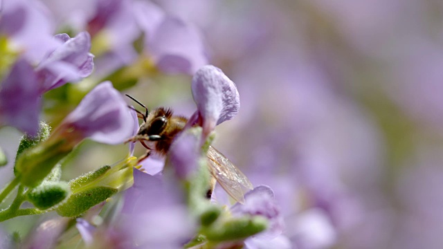 采集花粉的蜜蜂视频素材