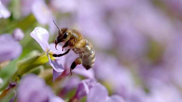 蜜蜂在花上采集花粉视频下载