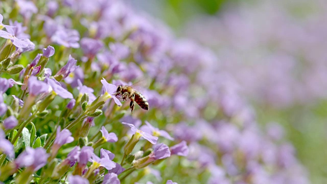 蜜蜂在花上采集花粉视频素材
