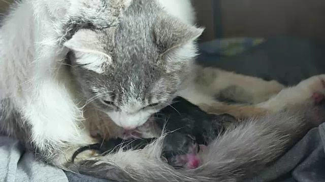 毛绒绒的猫妈妈怀孕生产和新生小猫喝他们妈妈的母乳。猫的生活方式孕育了这个概念视频素材