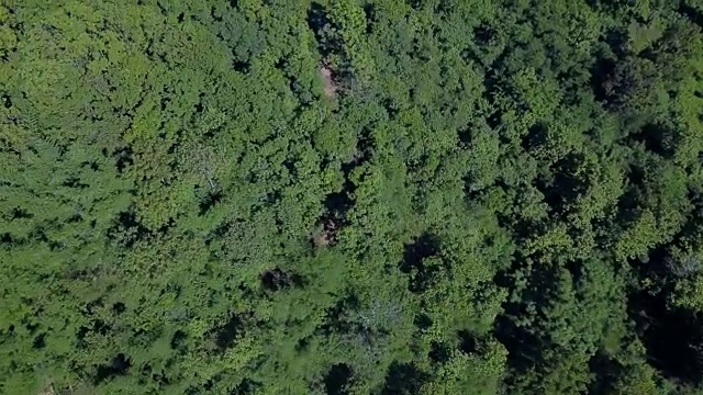 泰国松树林鸟瞰图视频素材