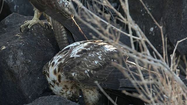 在加拉帕戈斯群岛的圣达菲岛，年轻的加拉帕戈斯鹰正在捕食一具尸体视频素材