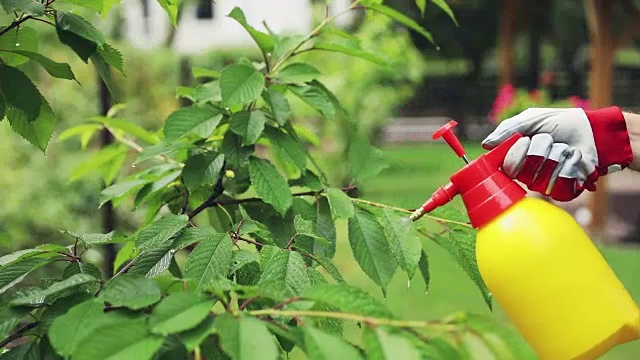 园丁喷洒樱桃树防治病虫害视频素材
