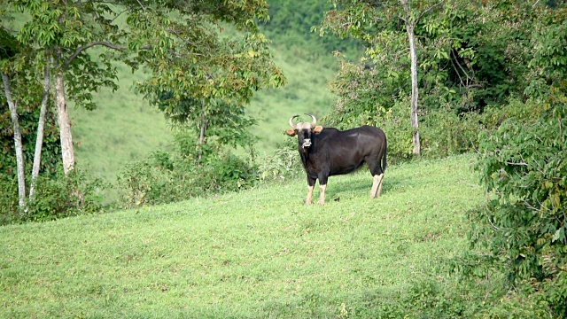 白肢野牛看泰国视频下载