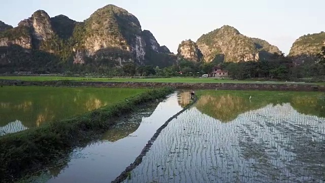 越南工人在稻田里种植水稻视频下载