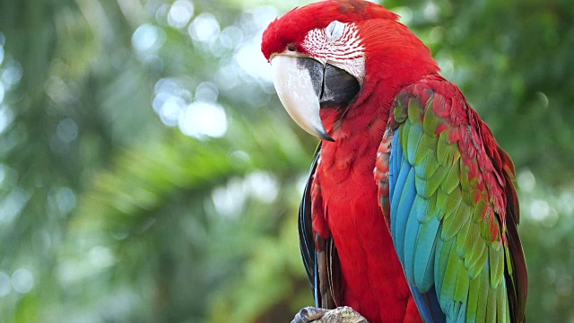 巴厘岛鸟公园视频下载
