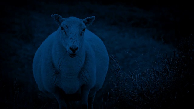 绵羊在夜晚的风山坡上视频下载